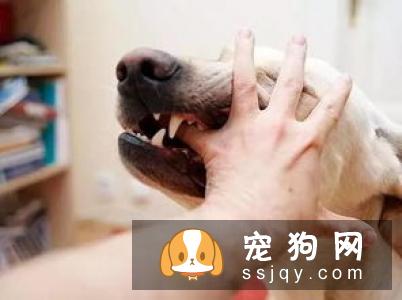 防狗走丢：帮狗狗佩戴宠物防走丢狗牌和掌握这几个应急方法
