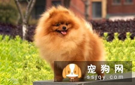 狗狗能喝牛奶吗 狗狗喝牛奶好不好?