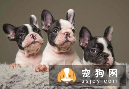 法国斗牛犬怎么饲养 法国斗牛犬的饲养方法