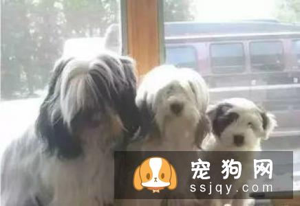 拉萨犬和西施犬如何辨别？