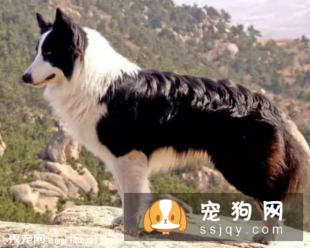 用什么方法能制止喜欢追赶车的狗狗？