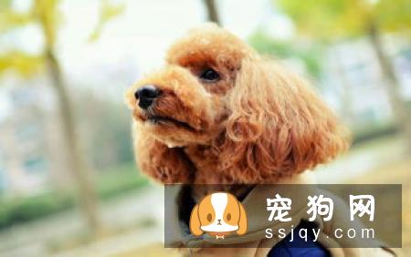 狗狗乱咬东西的行为应该如何改善