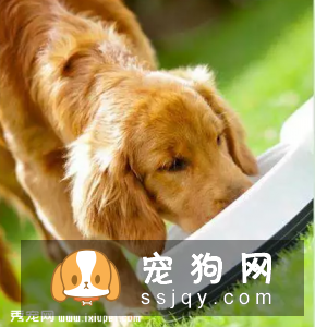 狗狗能不能常吃益生菌，狗狗吃益生菌有什么好处
