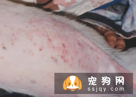 狗狗螨虫病是什么原因引起的？
