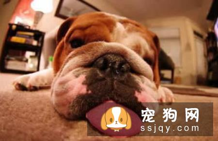 狗狗的一生会经历的四个阶段