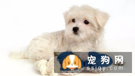 如何训练狗狗随行