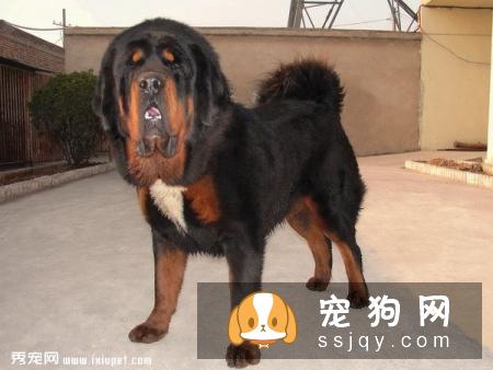 藏獒漫不经心却能听懂人话,有时它好像什么也不关心