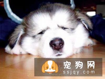 这样给狗狗擦脚，避免引发“人狗矛盾”
