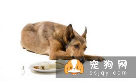 怎么判断狗狗要不要驱虫? 80%主人不了解!