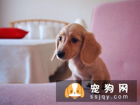 狗狗犯癫痫应该怎么办？