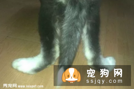 髌骨脱位是小型宠物常见的关节疾病