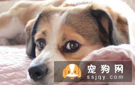 狗狗产后护理，是头等大事 不可忽视！