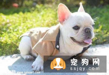 法国斗牛犬可以顺产吗？法斗应该顺产还是剖腹产？