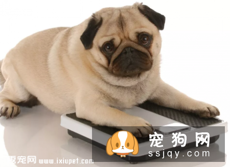 主人怎样给宠物做身体检查（上）
