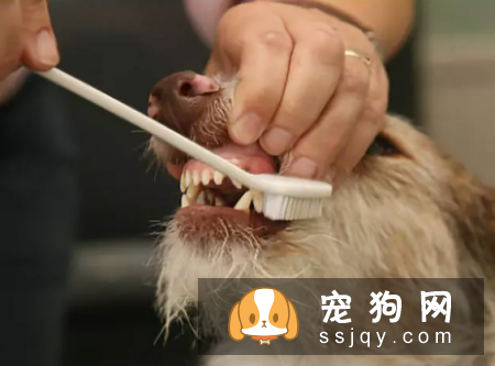 大多数三岁以上的狗狗都患有各种牙齿疾病