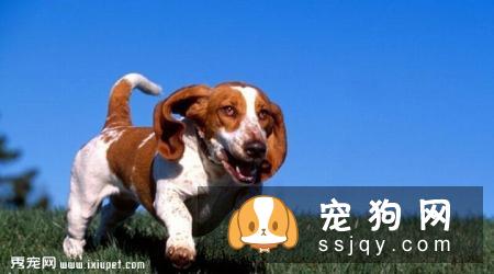巴吉度猎犬好养吗,怎样训练巴吉度猎犬