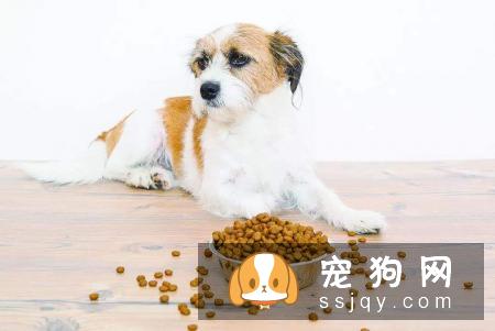 狗狗挑食是什么原因引起的，应该如何改善狗狗挑食
