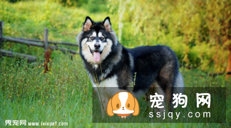 什么品种的狗最忠诚_最忠诚的狗狗排名