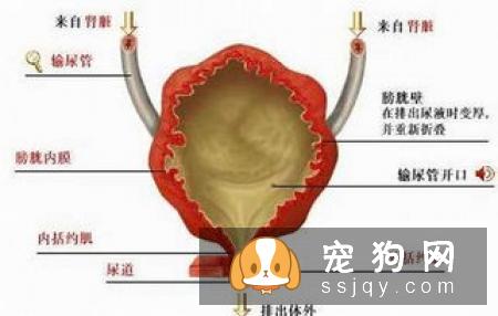 狗狗尿频尿急是膀胱炎吗？