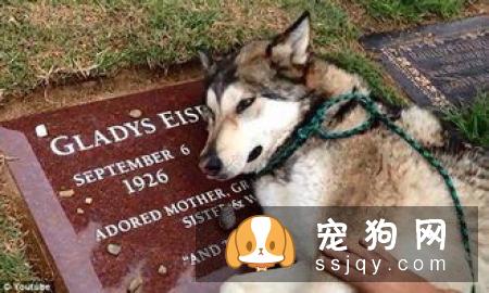 母狗产前 主人需要做好这些准备