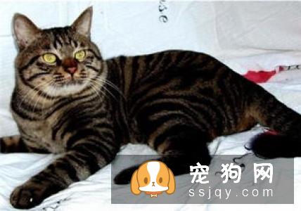 猫狗挑食是什么原因引起的，应该如何改善？