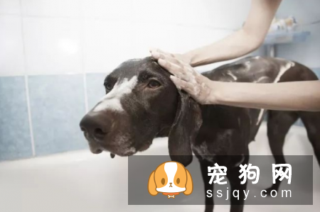 怎么判断狗狗要不要驱虫? 80%主人不了解!