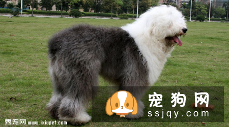 古牧犬价格贵吗,好不好养|图片