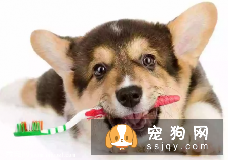 宠物这几个常见病，你知道如何预防吗?