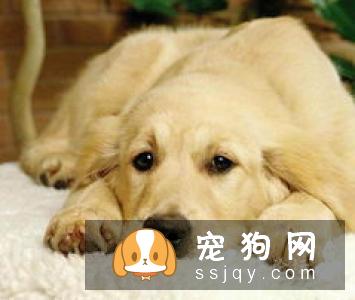 狗狗易患的眼部疾病有哪些