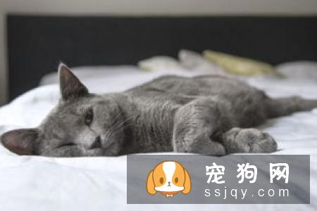铲屎官必看，家里宠物生病的14种症状！