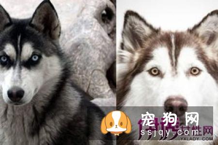 如何快速辨认哈士奇的性格？