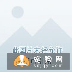 宠物到底能不能吃盐？
