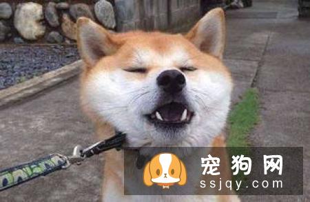 吃骨头会造成一系列消化道的问题