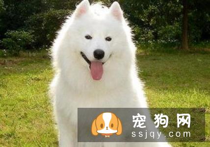 狗狗肘关节脱位怎么办