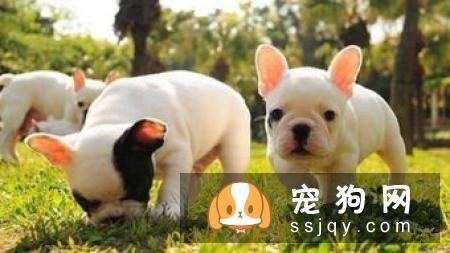 法国斗牛犬的优缺点有哪些 法斗优缺点分析