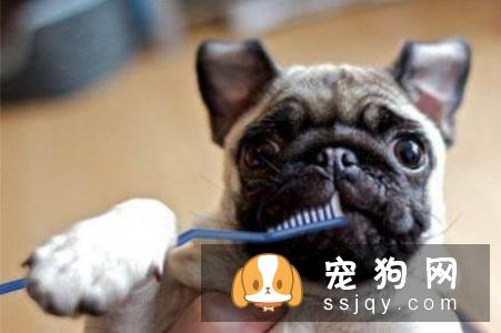 狗狗口臭应该怎么办？