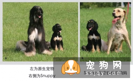 那些无法接受爱宠离世事实的家庭来说,克隆技术只能克隆相同的外型、基因