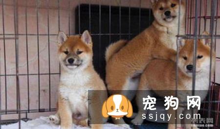 柴犬好养吗，柴犬习性介绍！