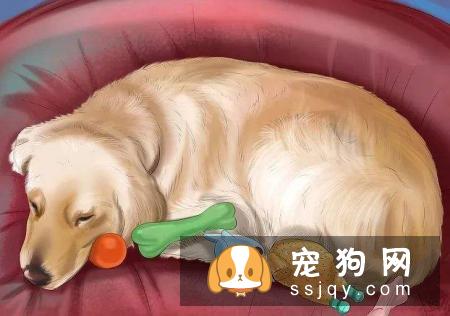 判断狗狗是否怀孕的几种方法