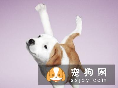用什么方法能制止喜欢追赶车的狗狗？