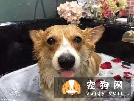 专业宠物SPA，远不止是“泡澡、按摩”那么简单