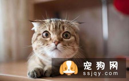 瑞典柯基犬有3个品种! 看看柯基的“小秘密”