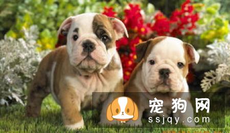 狗狗鼻子干怎么办情况