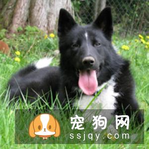 卡累利亚熊犬好养吗_怎么饲养？
