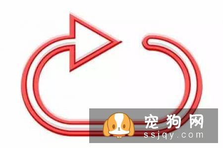 这九句话也许让你对宠物美容有更深刻的理解