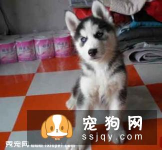 一岁期间的哈士奇吃食的量数