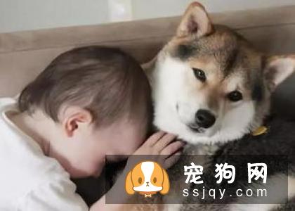 夏季养犬需要注意狗狗这些高发病