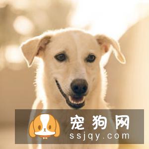 母狗难产是什么原因，应该怎么办？
