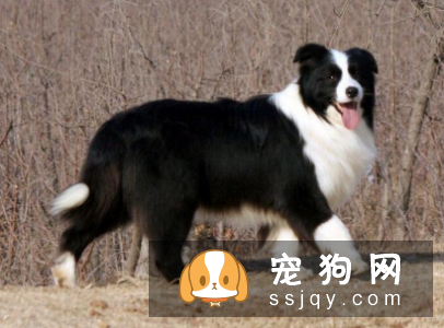 什么狗最聪明最好训? 看看有你家狗狗吗?