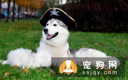 哈士奇什么时候要打预防针 哈士奇预防针疫苗种类与接种时间介绍